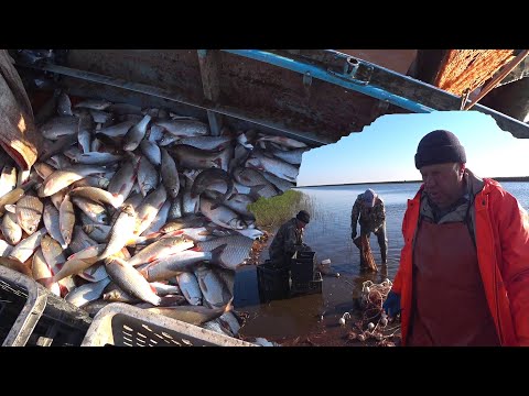 Видео: Ловля неводом 8 сентября 2024. ХМАО-Югра