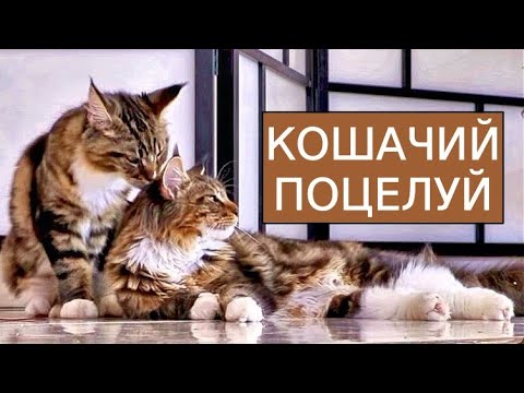 Видео: Кошачьи нежности. Кошка Анфиса и кот Арчи