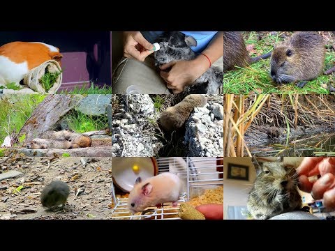 Видео: Грызуны на английском языке для детей с видео