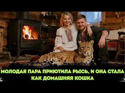 Видео: Эта молодая пара приютила рысь  Теперь он думает, что он домашний кот!