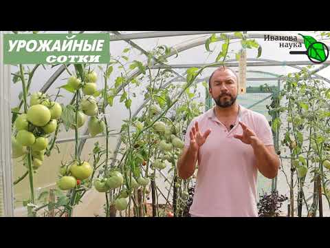 Видео: КАК ХРАНИТЬ ТОМАТЫ, ОГУРЦЫ И ПРОЧИЕ ОВОЩИ, ЧТОБЫ СОХРАНИТЬ ПОДОЛЬШЕ? И без потери вкуса и пользы!