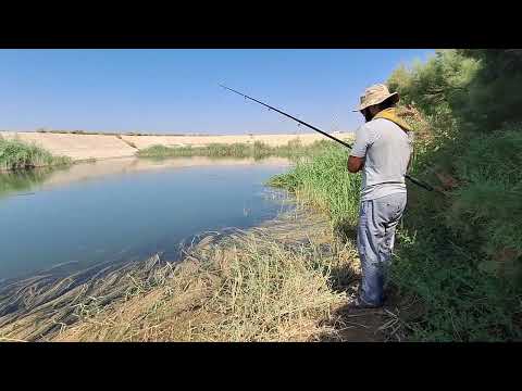 Видео: Арнасой да балик ови.