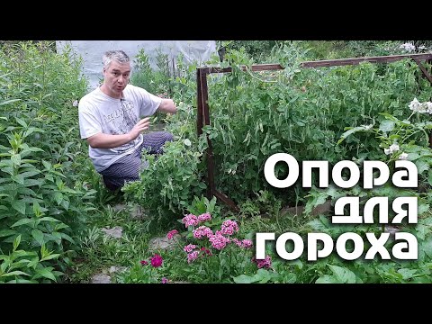 Видео: Опора для гороха. Быстро, удобно и красиво