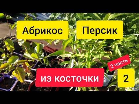 Видео: ⚫Абрикосы из косточки |Персики из косточки | продолжение 2 часть 2 серия