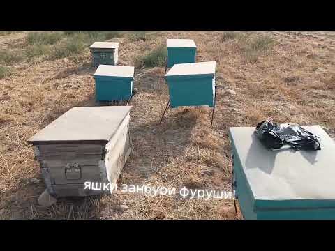 Видео: 31 октября 2025 г.