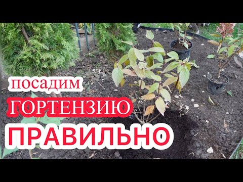 Видео: САМЫЙ ПРОСТОЙ | САМЫЙ ПРАВИЛЬНЫЙ способ посадки гортензии.