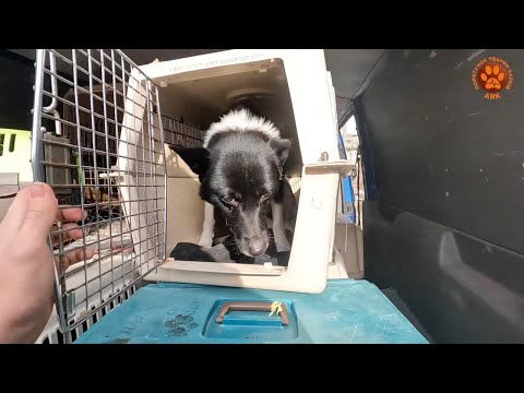 Видео: КУП'ЯНСЬКИЙ РАЙОН | Собака дивом вижив під час влучання снаряду в будинок | Евакуація тварин