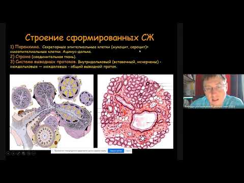 Видео: Ультразвуковая диагностика патологии слюнных желез  Часть 1 2021 11 19 at 04 01 GMT 8