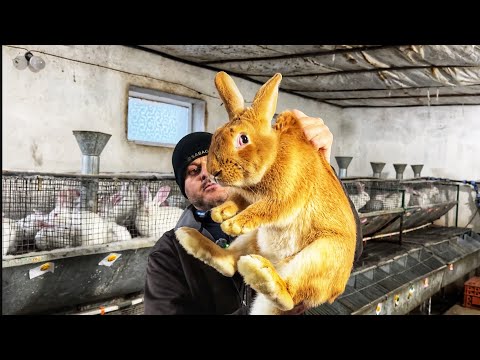Видео: Чесного племінника знайти важко. Майже ніхто гарантій не дає і ціна перевищує якість🤷‍♂️