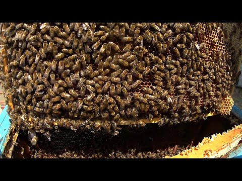 Видео: Пасіка у Липні , розширення відводків.