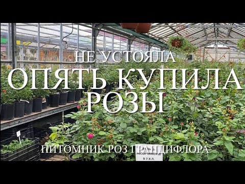 Видео: Розы. Меня нельзя допускать к розам. О посадке роз в горшках и ... 🌹🌹🌹
