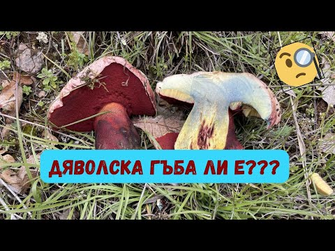 Видео: За #гъби с добри #приятели!