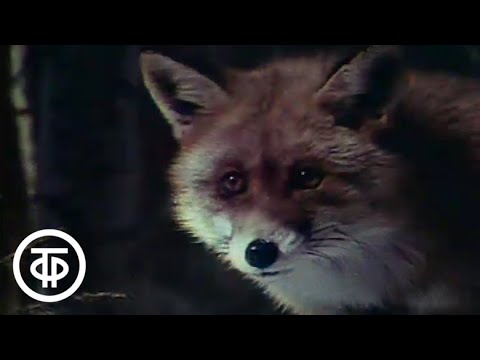 Видео: Биология. Животные и среда (1983)