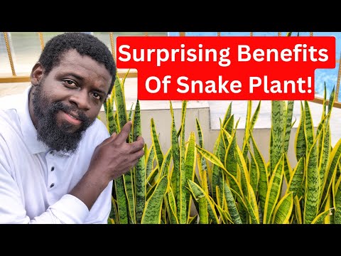 Видео: Прежде чем снова купить или использовать Snake Plant, вот что вам нужно знать! 🪴