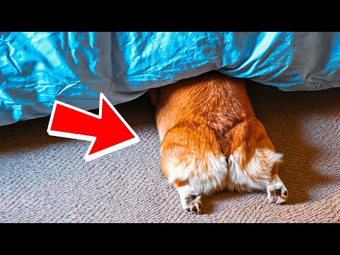 Видео: ЧТО НЕ ТАК С МОЕЙ ПОПОЙ ?? Лучшие серии октября!! Корги Коржик Говорящая собака