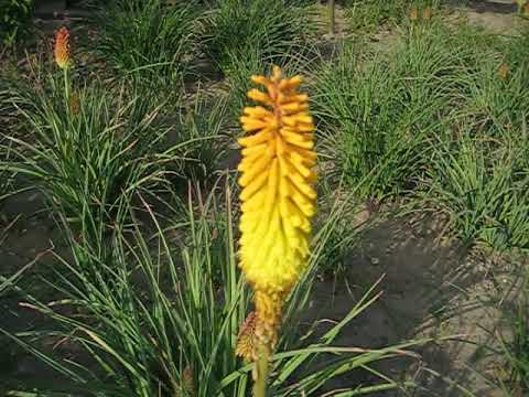 Видео: Приднестровье, Бендеры, мамин бизнес