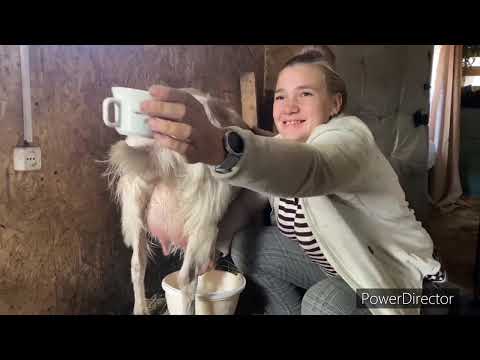 Видео: ПОЕХАЛИ ПОКУПАТЬ КОЗ🐐