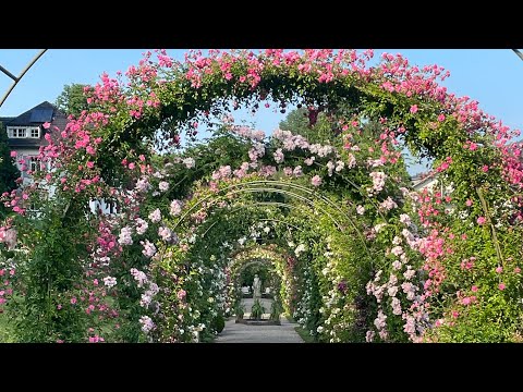 Видео: Сад роз в  Баден Бадене Германия  #rose 