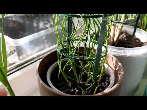 Видео: РУБАНУЛА ХВОСТ ОБЕЗЬЯНЕ! Не волнистые попугайчики. 18.09.2022.