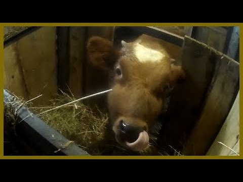 Видео: Коровник из поликарбоната. Морозы, вентиляция, температура.