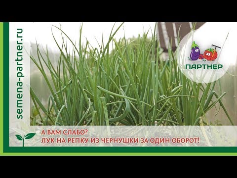 Видео: А ВАМ СЛАБО? Лук на репку из чернушки за один оборот!