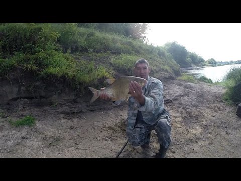 Видео: Тонкие поводки дарят плотву и Лёшу в качестве Бонуса.