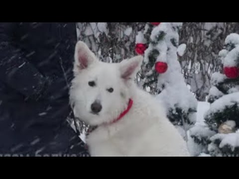 Видео: Догтренинг 579. Правильная белая швейцарская овчарка. Зачётный урок.