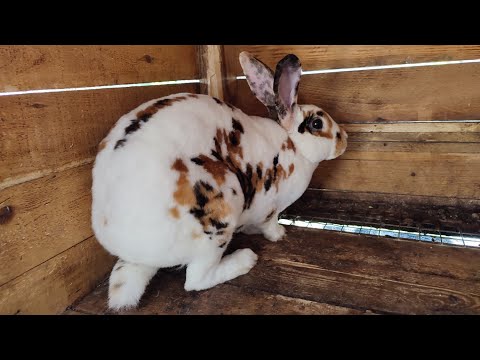 Видео: Возвращение после перерыва.😁 Как дела у кроликов?) #животные #rabbit #bunny