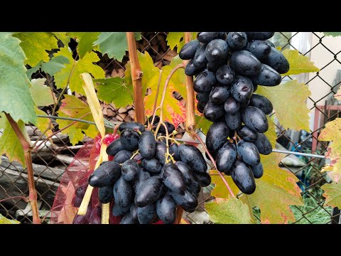 Видео: Виноград Перцовый Черный, Рэмбо на 12.09.25г