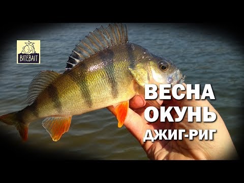 Видео: ОКУНЬ НА ДЖИГ-РИГ. Ловля окуня весной на JIG-RIG на водохранилище