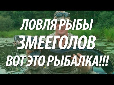 Видео: РЫБАЛКА НА РЫБУ ЗМЕЕГОЛОВ. КАК ЛОВЯТ ЗМЕЕГОЛОВА НА ДАЛЬНЕМ ВОСТОКЕ