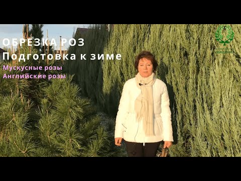 Видео: Когда обрезать розы осенью? Ещё немного про обрезку Мускусных и Английских роз. Питомник Е. Иващенко