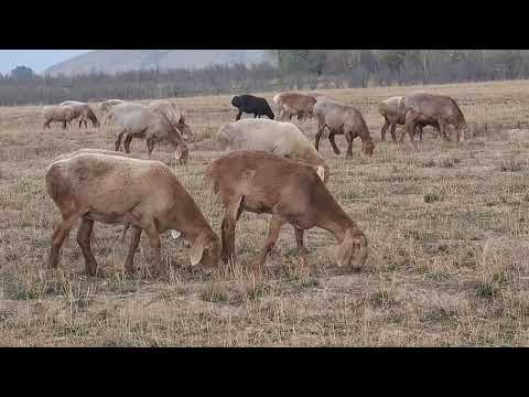 Видео: Аксы Арашан 