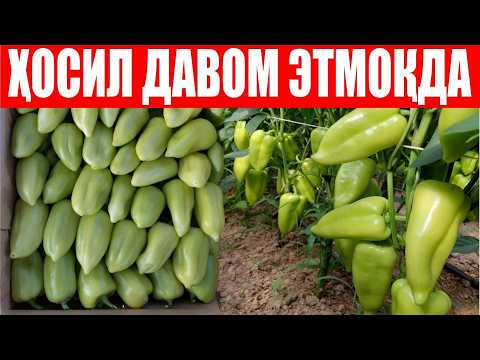 Видео: Тожикистонлик деҳқонларимиз кутганидан хам ортиқ ҳосил бераётган ЯВА F1 3-қисм (Jawa F1 Sakata)