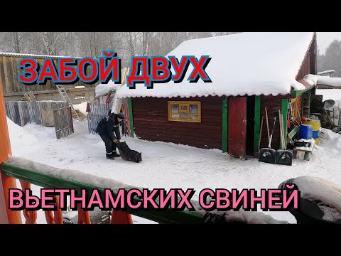 Видео: Забой двух вьетнамских свинок.Зарядили инкубатор.