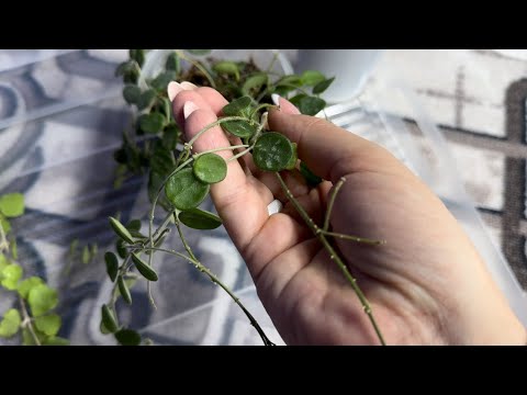 Видео: Хойи. Новички. Обработка и пересадка.🌿🪴