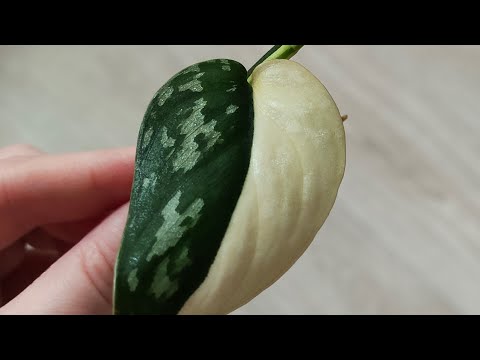 Видео: 💚 Новые растения...  сциндапсусы 💚