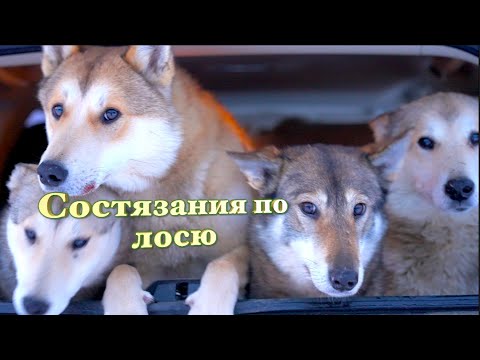 Видео: Бегаем за лосями  в Удмуртии. Иногда догоняем, но это непросто.....