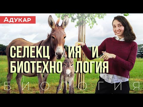 Видео: Селекция и биотехнология | Биология ЕГЭ, ЦТ