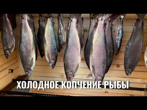 Видео: Холодное копчение рыбы. Копченый хариус