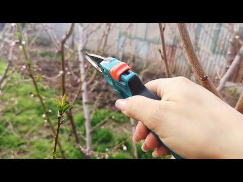 Видео: Весенняя обрезка персика очень подробно с комментариями. Крона-чаша.