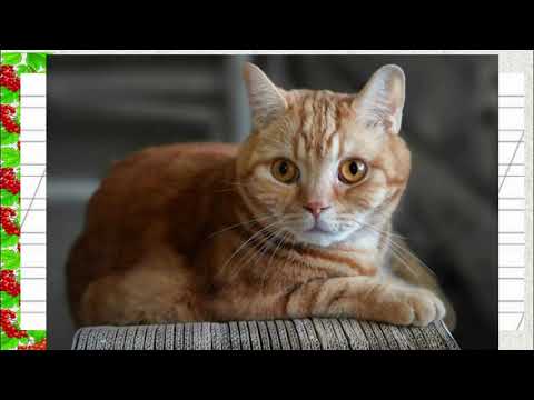 Видео: Онлайн урок 43 Синоніми.  Казка "Пан Коцький" 3 клас