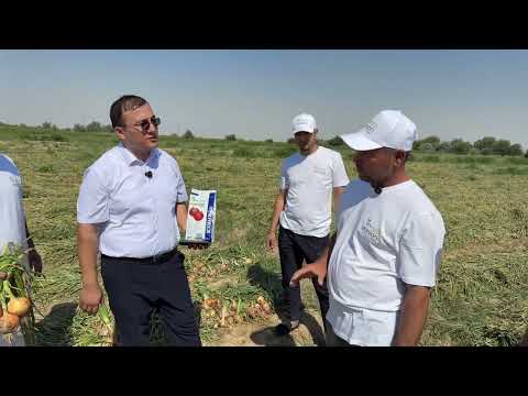 Видео: Пиёз уруғи, кечки пиёз уруғи90 бости пиёз уруғи+998772102880 #пиёзуруғи #кечкипиёз