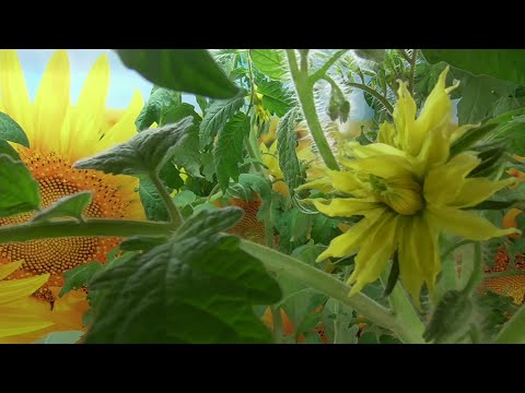 Видео: Рассада томатов для получения раннего урожая. Как не "замучать" ее и сделать толстой и здоровой?