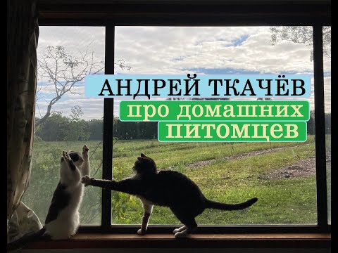 Видео: Андрей Ткачёв про домашних питомцев