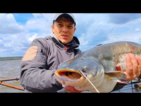 Видео: ЛОВЛЯ СОМА НА ДОНКУ С БЕРЕГА. На что клюет сом в мае. Рыбалка на сома