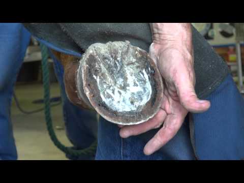 Видео: Серия FootPro Info — Оценка отклонений конечностей и расчистка копыт