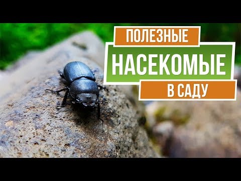 Видео: Они помогут вам в саду ✔️ Полезные насекомые на даче