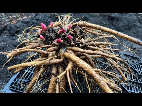 Видео: Делю пион в конце октября