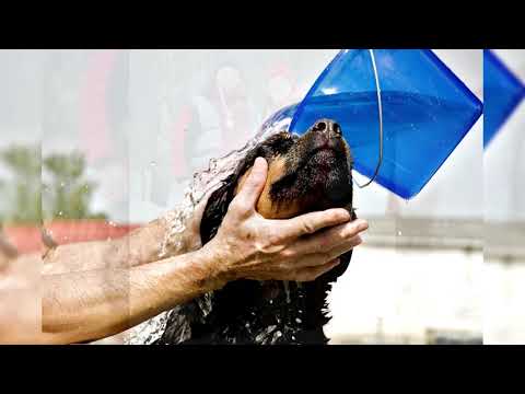 Видео: Ротвейлер. Плюсы и минусы, Цена, Как выбрать, Факты, Уход, История